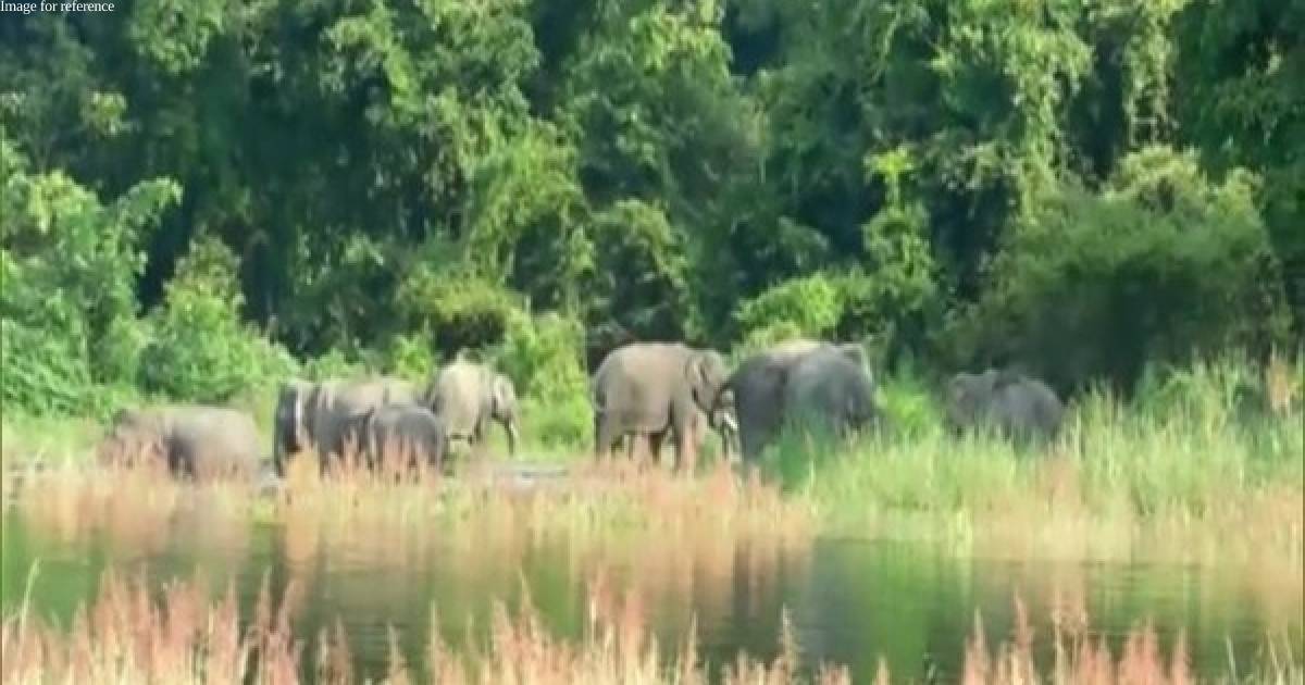 Assam: Kaziranga National Park and Tiger Reserve reopens for tourists